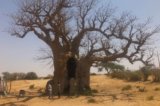 ***Baobabtree